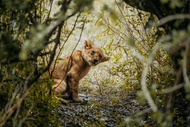 Sales Proposal Template